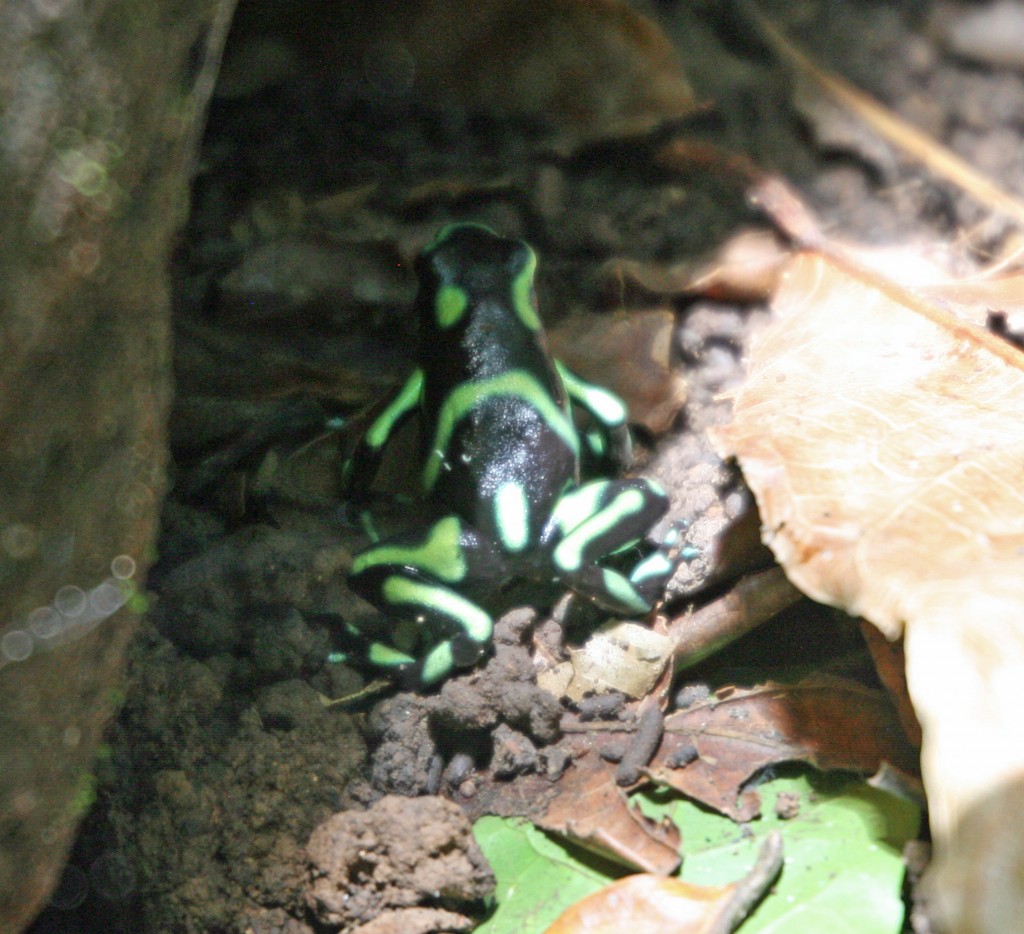 Green and Black Poison-dart Frog