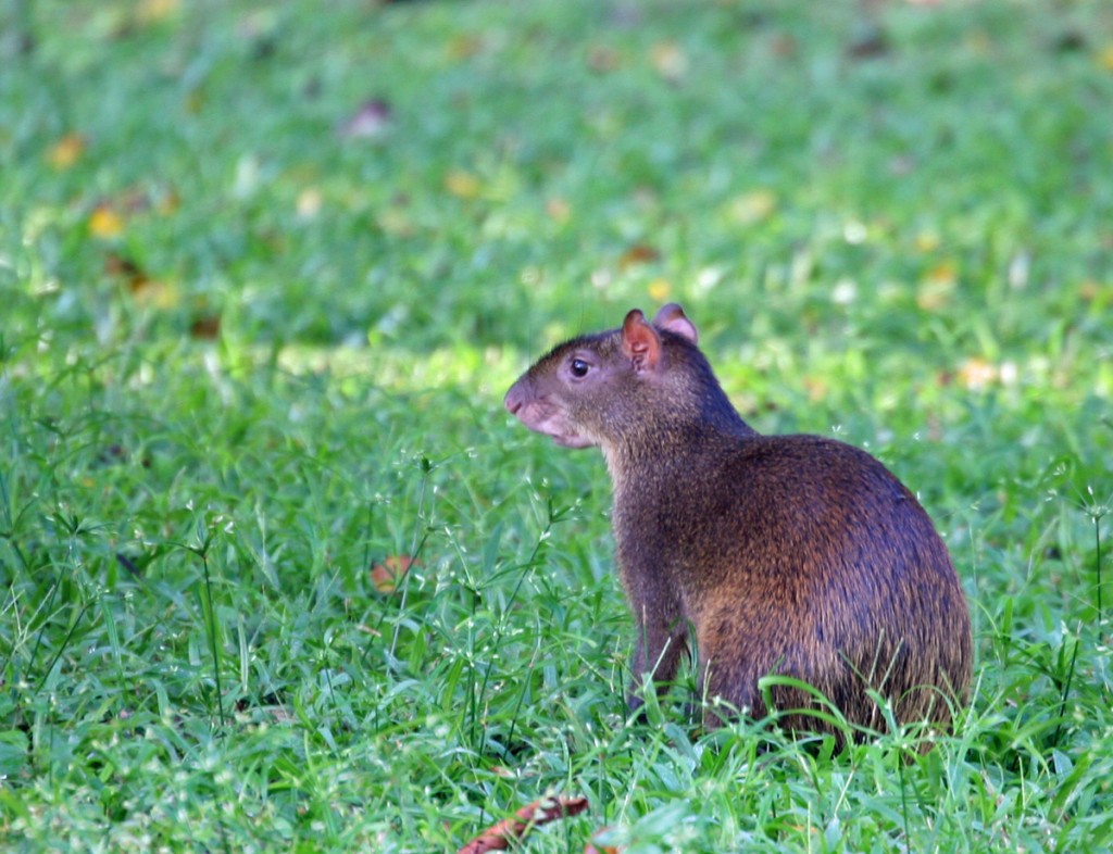 Central American Agouti