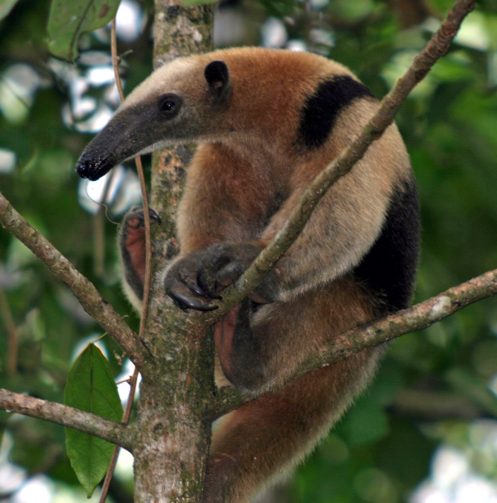 Northern Tamandua