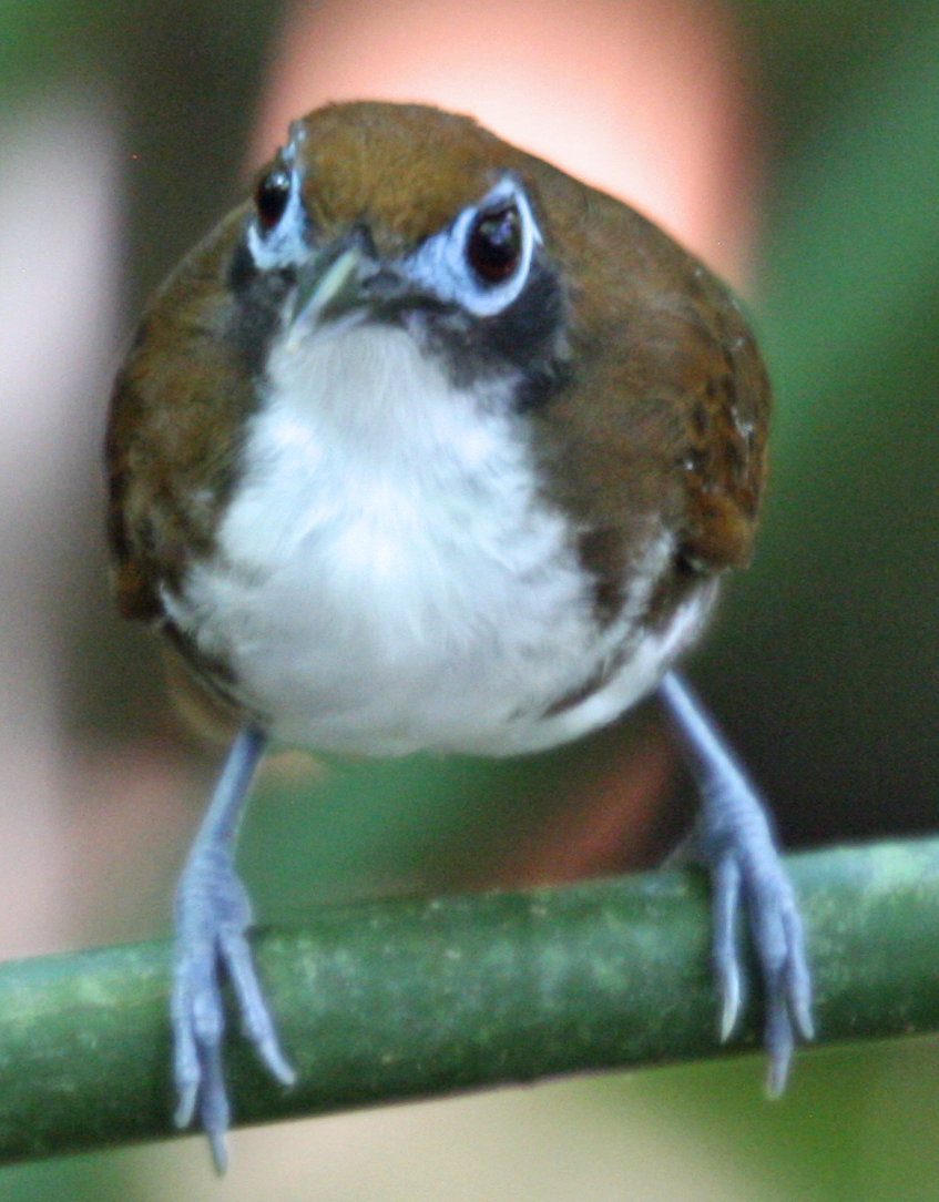 A white belly distinguishes the Bicolored species from other Antbirds that sport blue goggles.