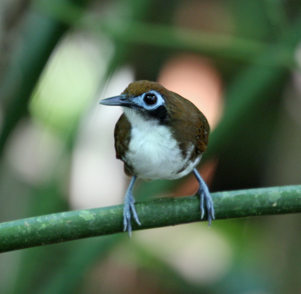 Bicolored Antbird