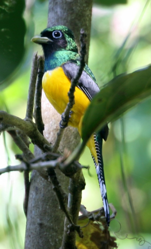 With feathers glistening in the dappled sunlight of the secondary rainforest, a male Black-throated Trogan proudly sits at attention.