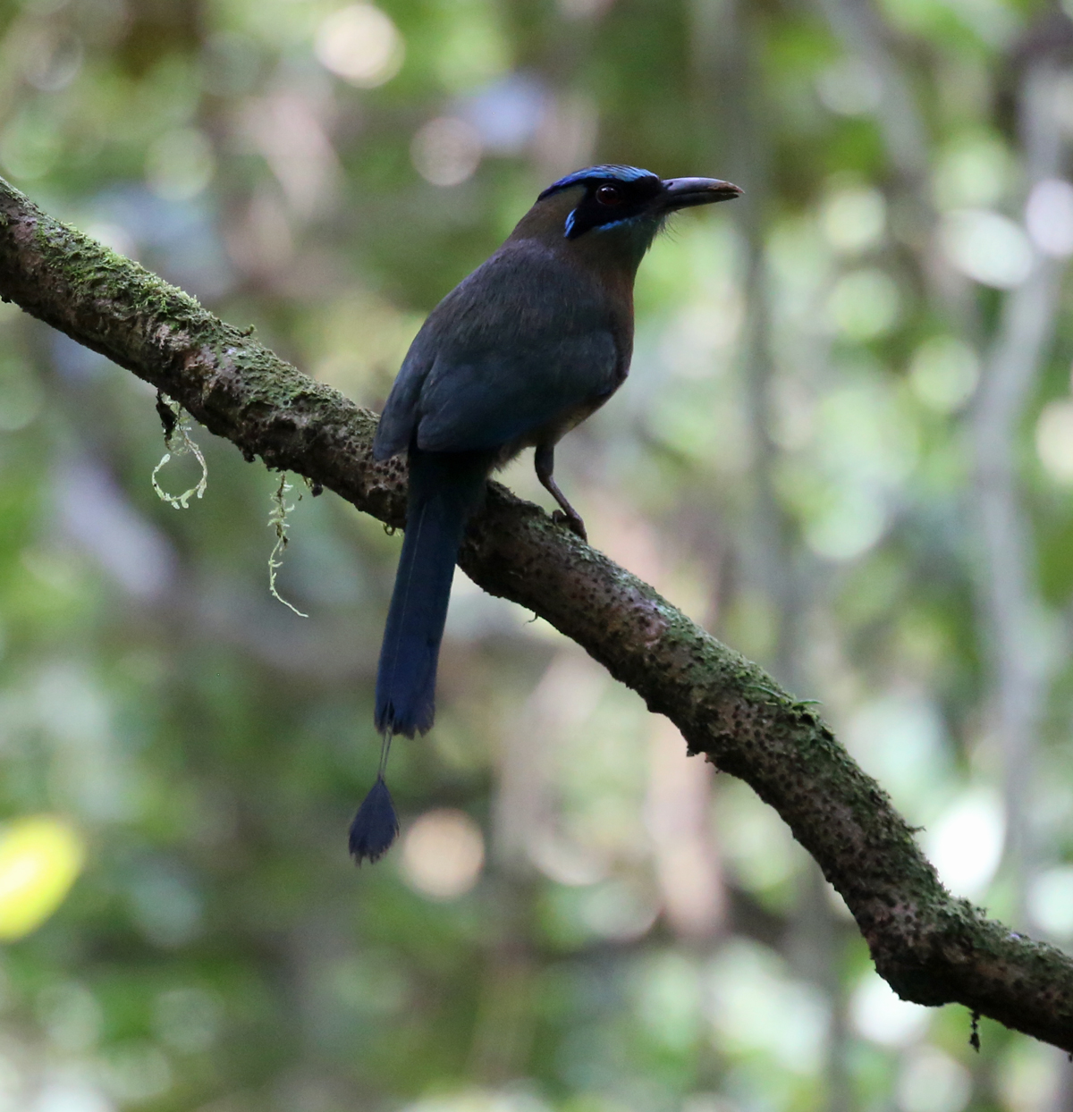 Blue-Crowned Motmot