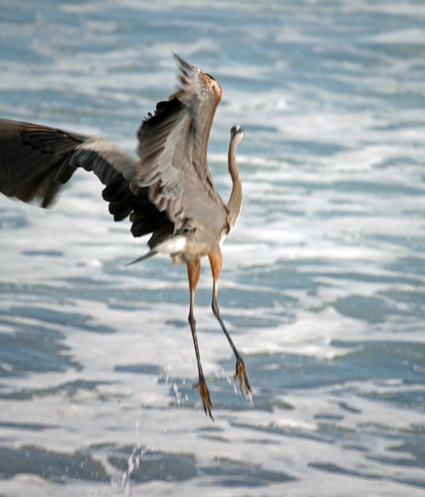 Great Blue Heron Takes Flight