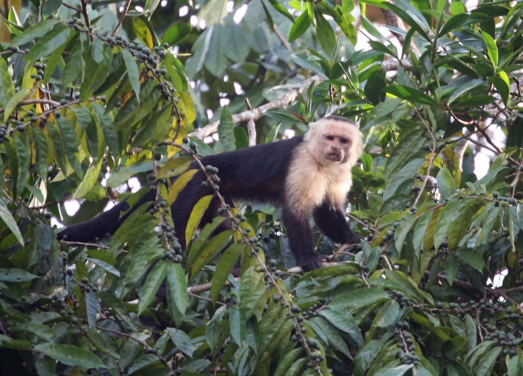 Capuchin Monkey