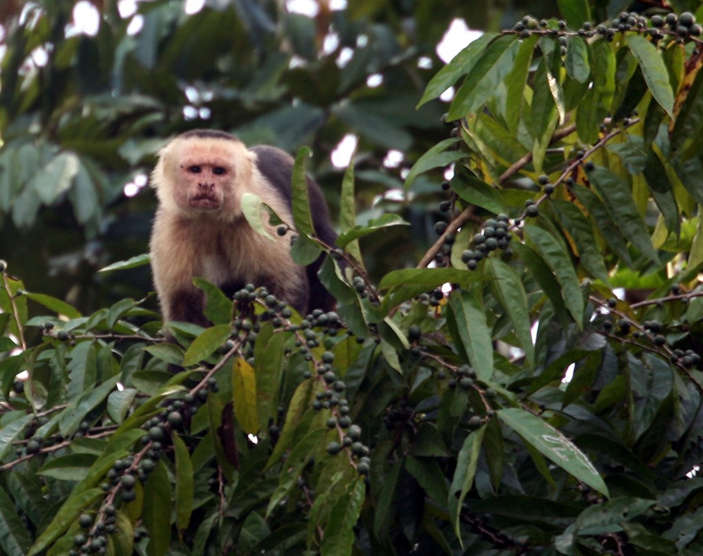 Capuchin (aka White-Faced) Monkey