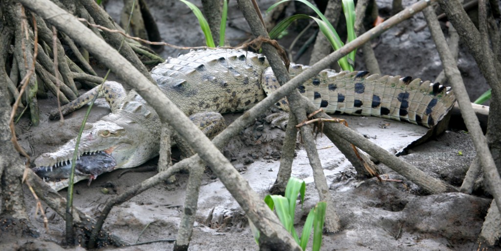 Apparently stuffed, a motionless American Crocodile holds his next bite - a large fish - in his toothy jaws.