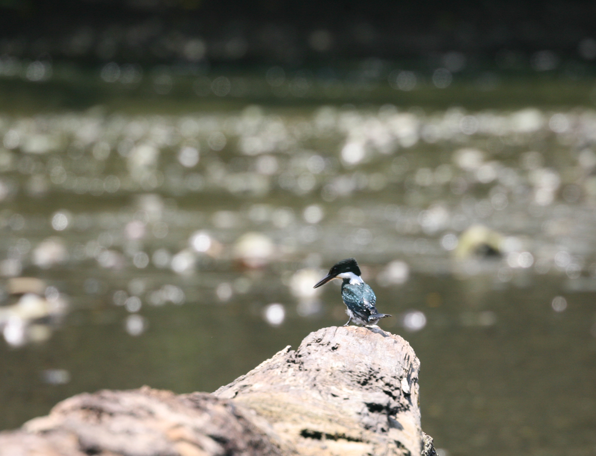 As their name implies, Green Kingfishers survive by fishing.