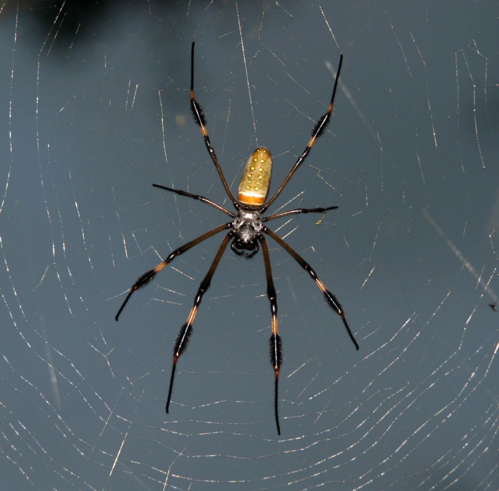 A hungry yet patient Golden Orb-weaver waits for flies, moths, butterflies, or beetles to be caught in its large web.