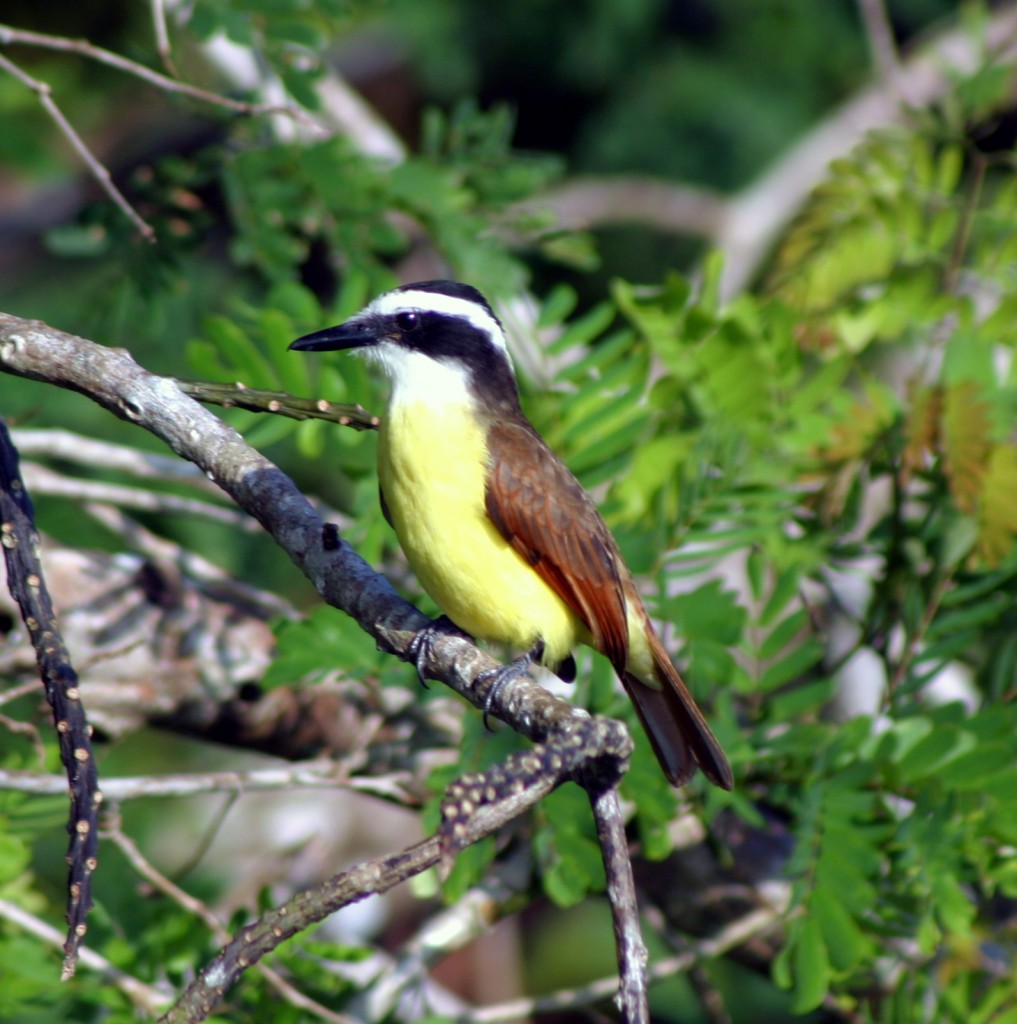 Great Kiskadee