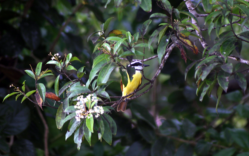 Great Kiskadee by the Tortuguero River