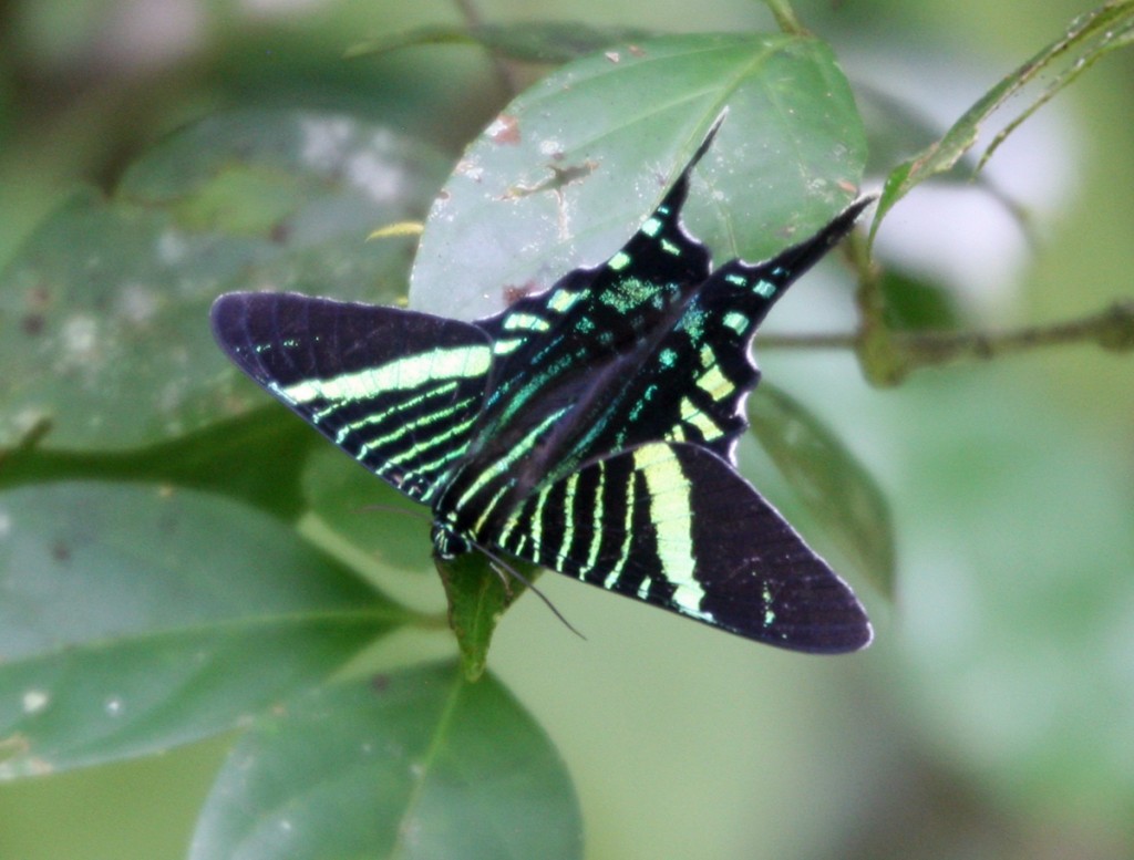 Green Page Moth