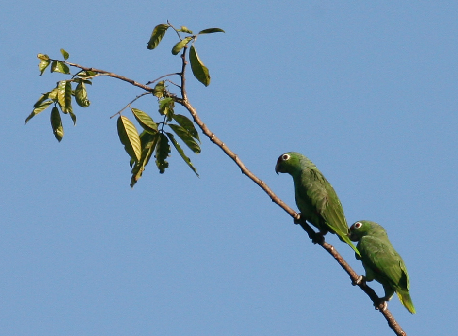 Red-lored Parrots