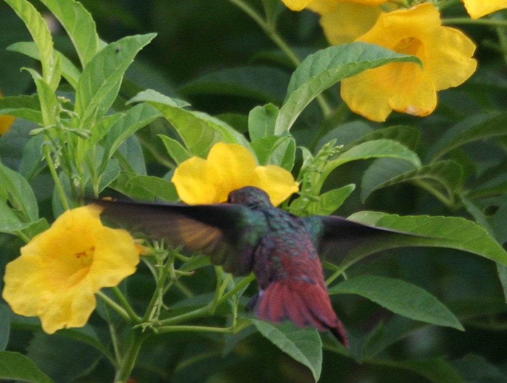 Rufous-tailed Hummingbird