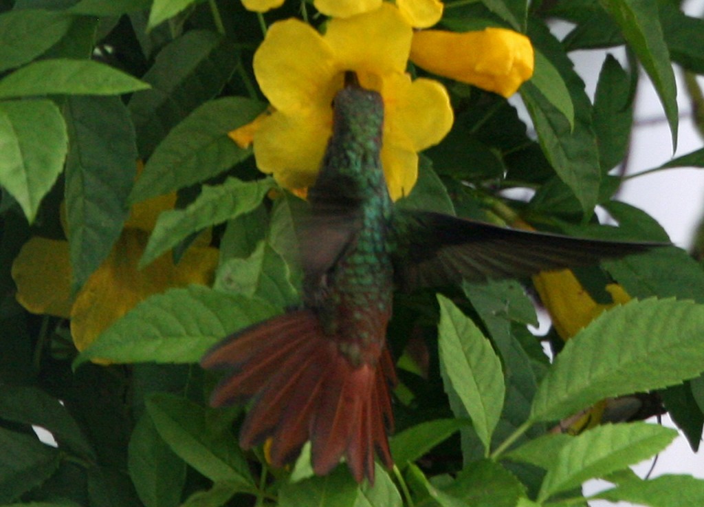 Rufous-tailed Hummingbird