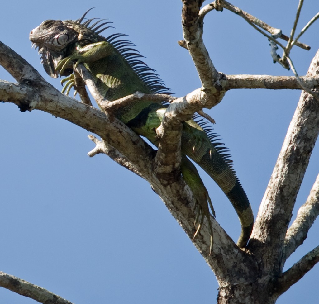 Fully exhibiting its prehistoric form, this iguana basks in the bright sun of the Pacific coast.