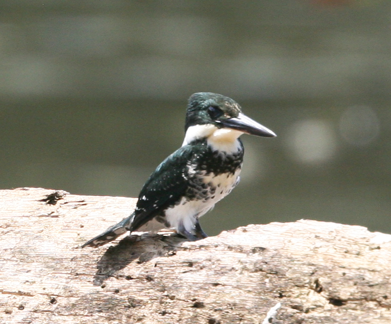 A female Green Kingfisher surveys the Claro River near Sirena.