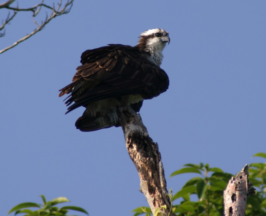 Osprey