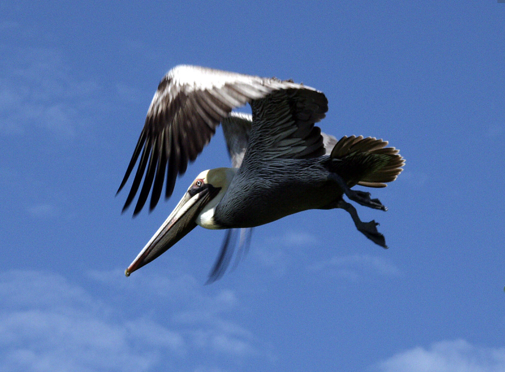 Brown Pelican