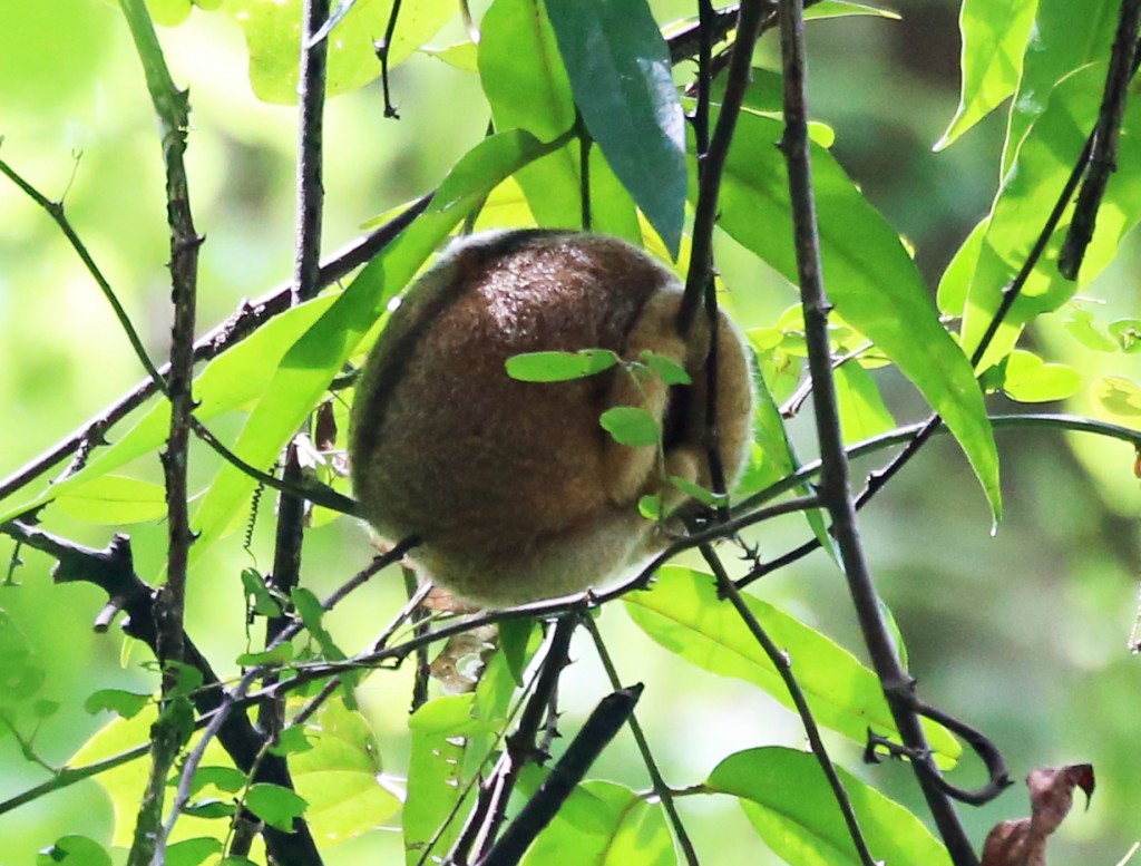 Neither shouts nor whistles would wake this sleepy Silky Anteater.