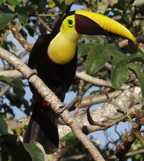 Chestnut-mandibled Toucan