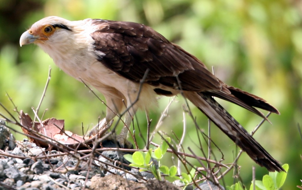 Yellow-headed Caracara