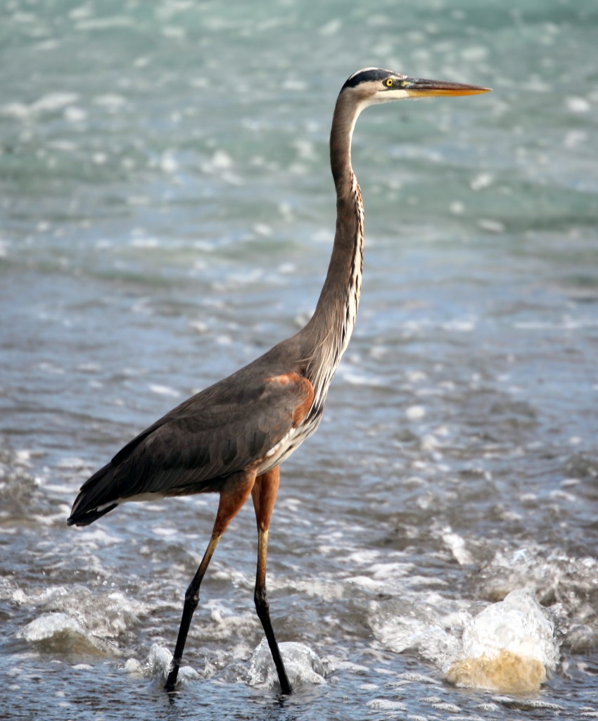 A young great blue heron wades in the shallow water where the Madrigal River meets the Pacific.