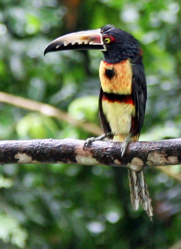 Collared Araçari