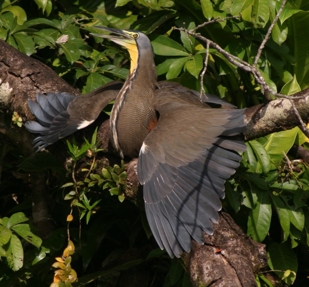 With the discipline of a yogi, this Bare-throated Tiger Heron holds its pose and warms its wings in the evening sunlight near Tortuguero.