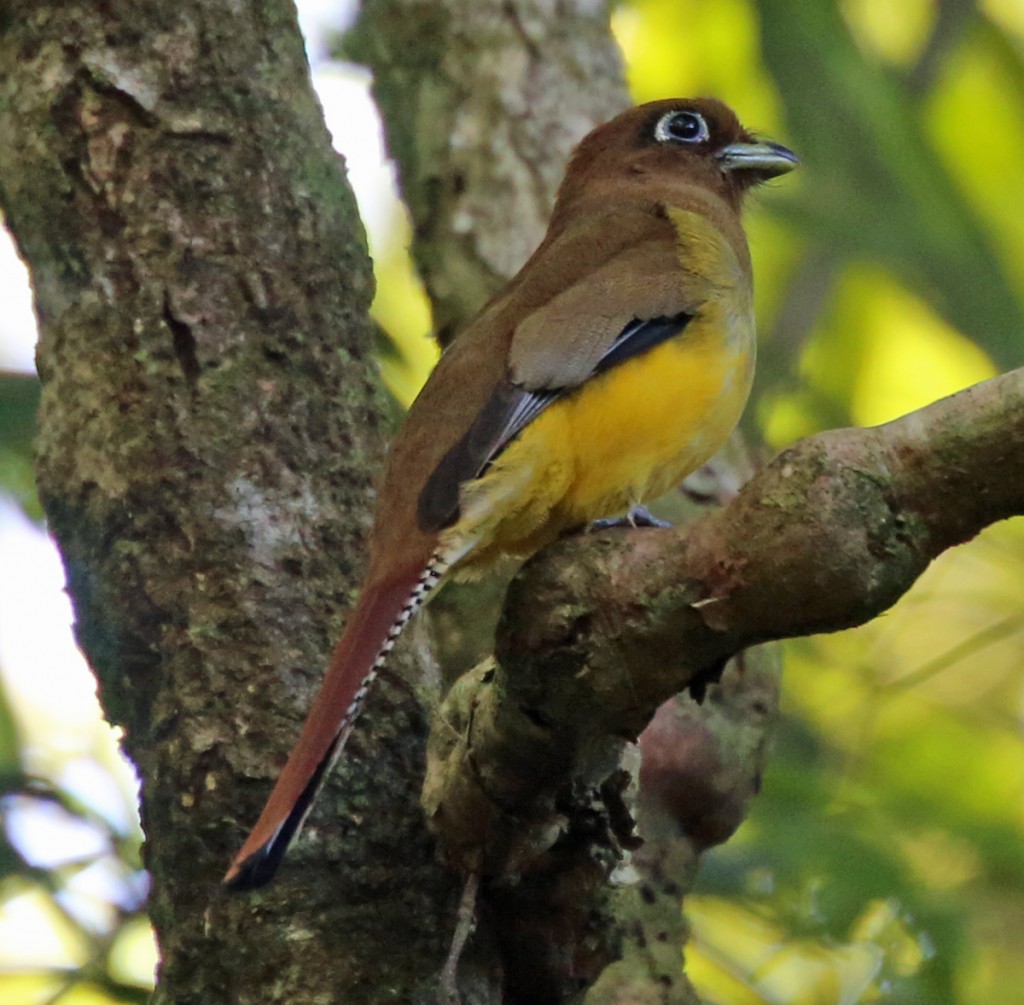 Female Black-throated Trogan