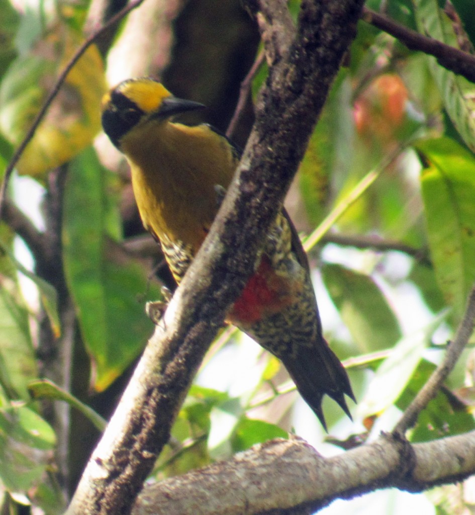 Female Golden-naped Woodpecker