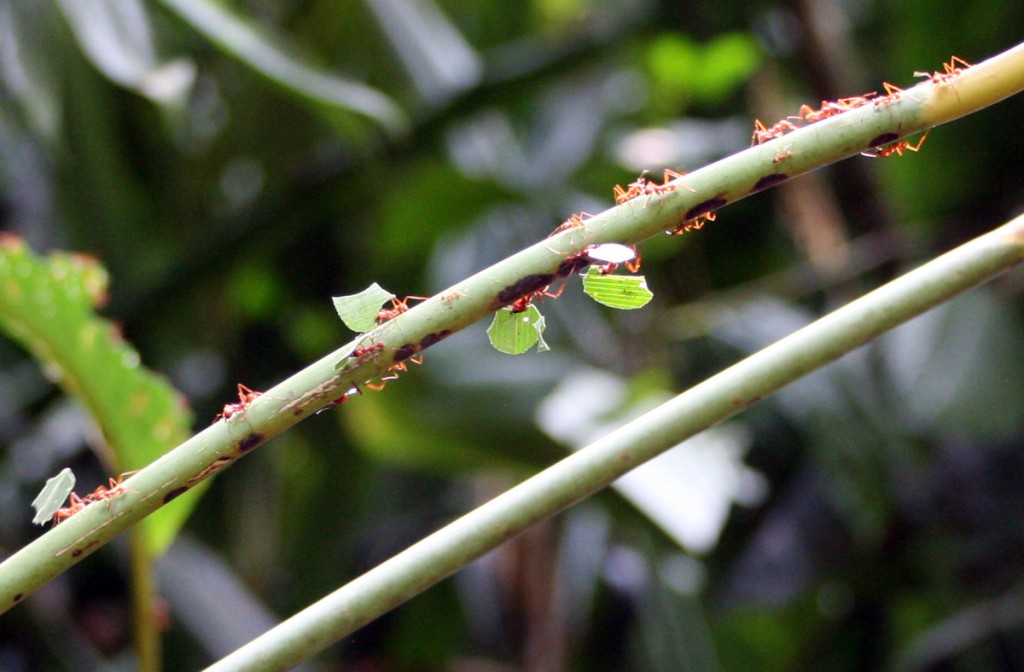 Leafcutter Ants