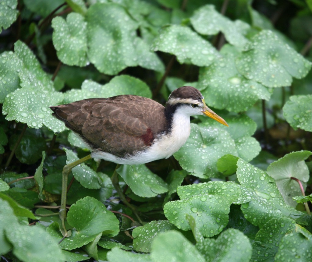 Juvenile Northern Jaçana