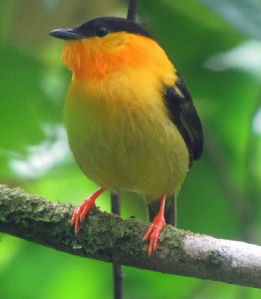 Male Orange-collared Manakin