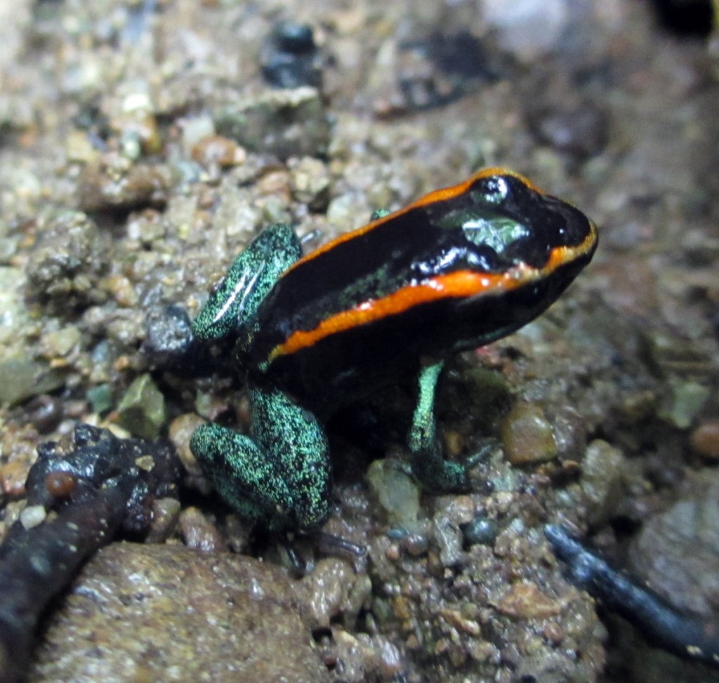 Golfo Dulce Poison Frog