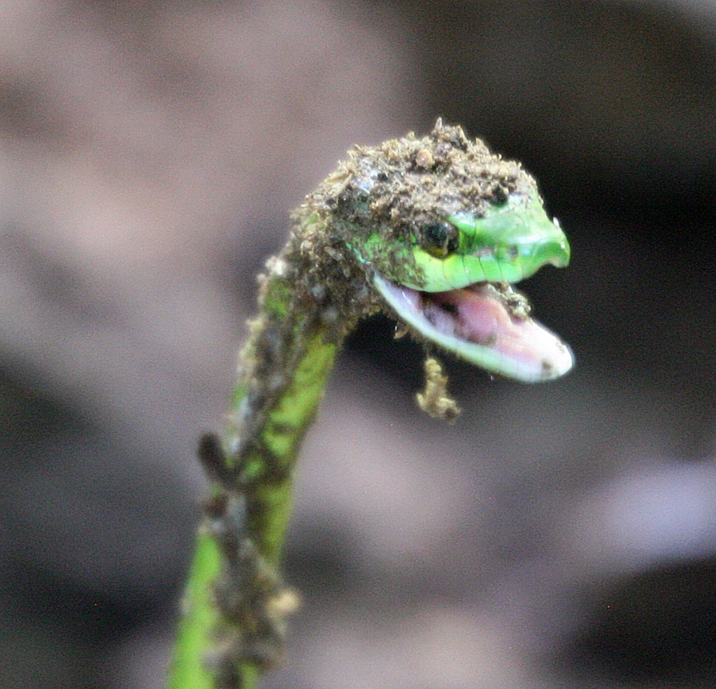 Parrot Snake