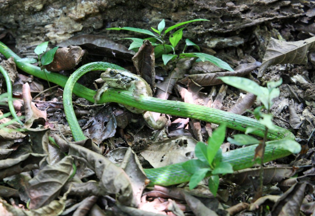 A Parrot Snake winds and twists in its attempt to grab ahold of a slippery frog.