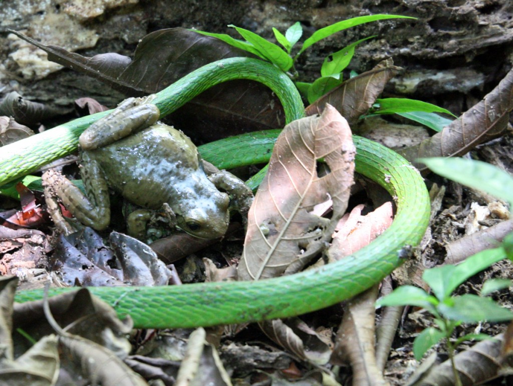 Parrot Snake and Frog