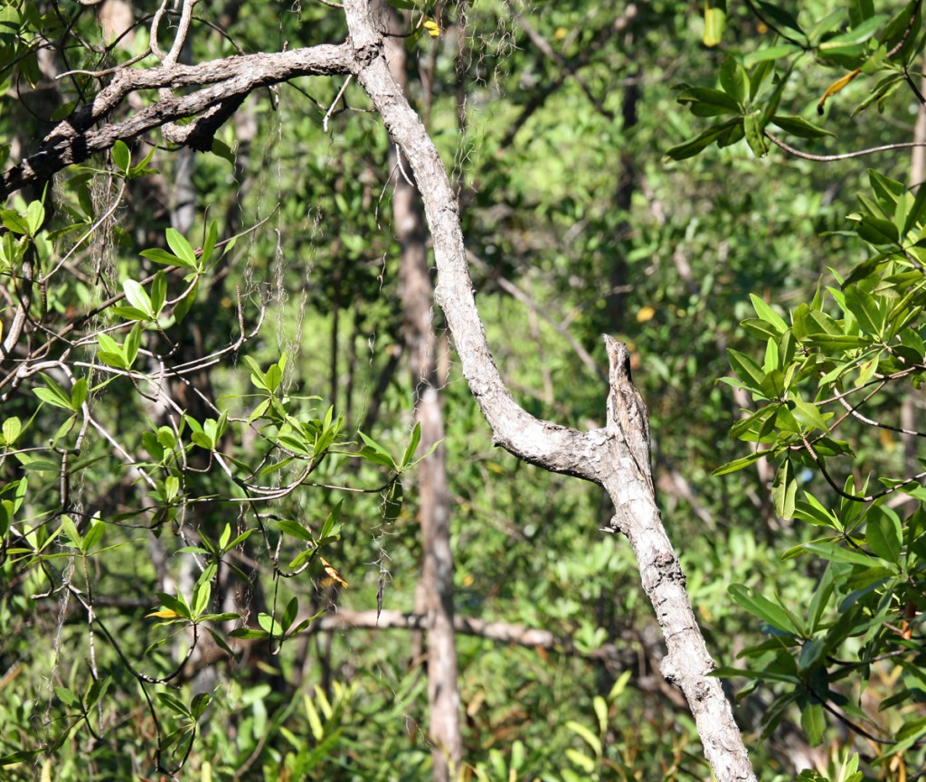 Common Potoo