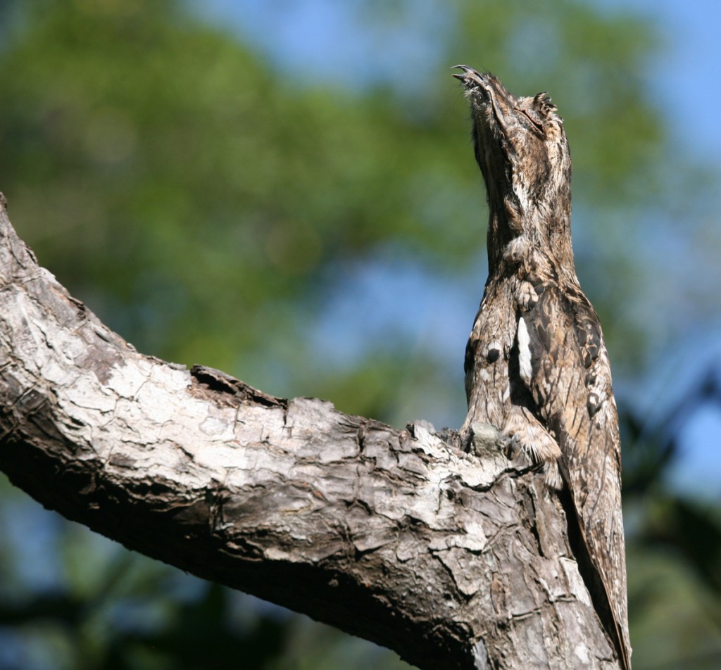 Common Potoo