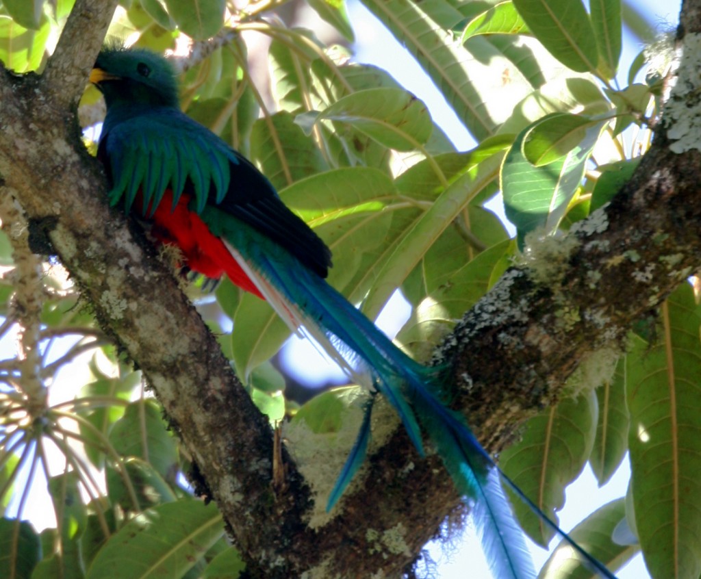 Male Resplendent Quetzal