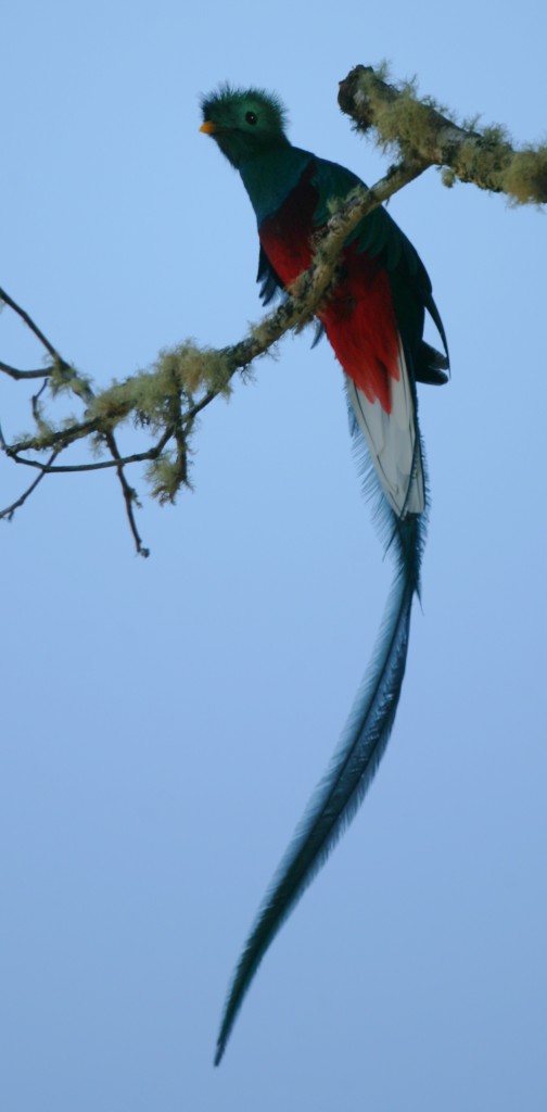 Male Resplendent Quetzal