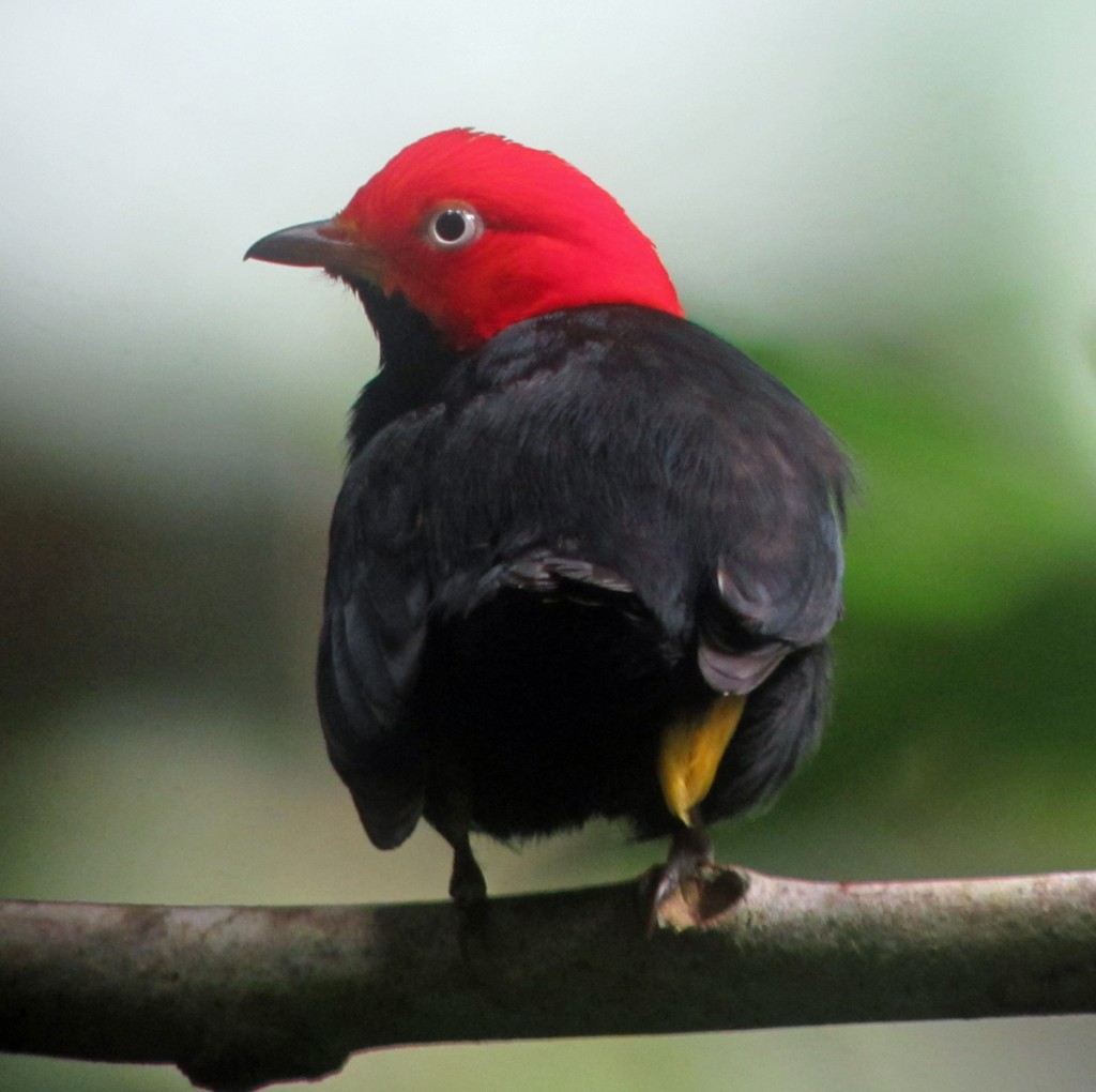 Red-capped Manakin