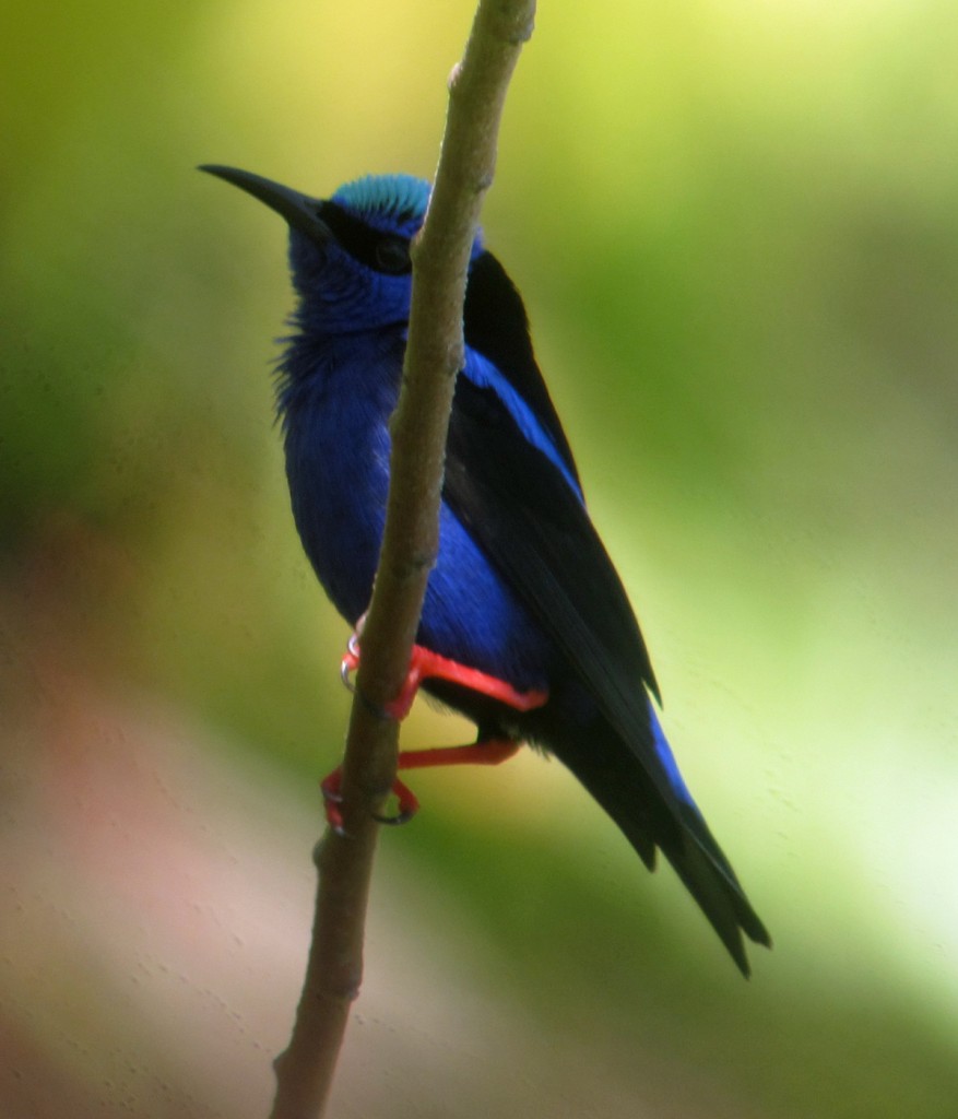 Male Red-legged Honeycreeper