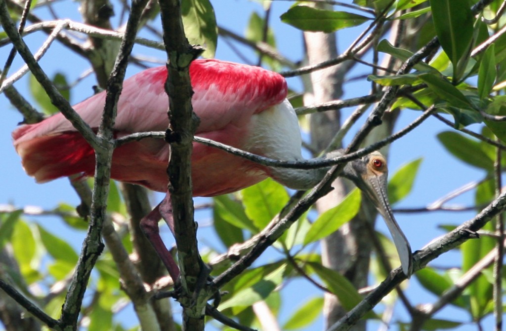 Roseate Spoonbill