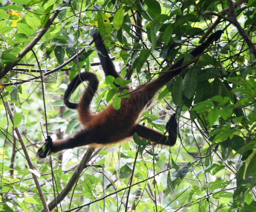 This Central American Spider Monkey demonstrates its full arachnid-like range, using arms, legs, and tail to travel through among the slender branches of the rainforest canopy.