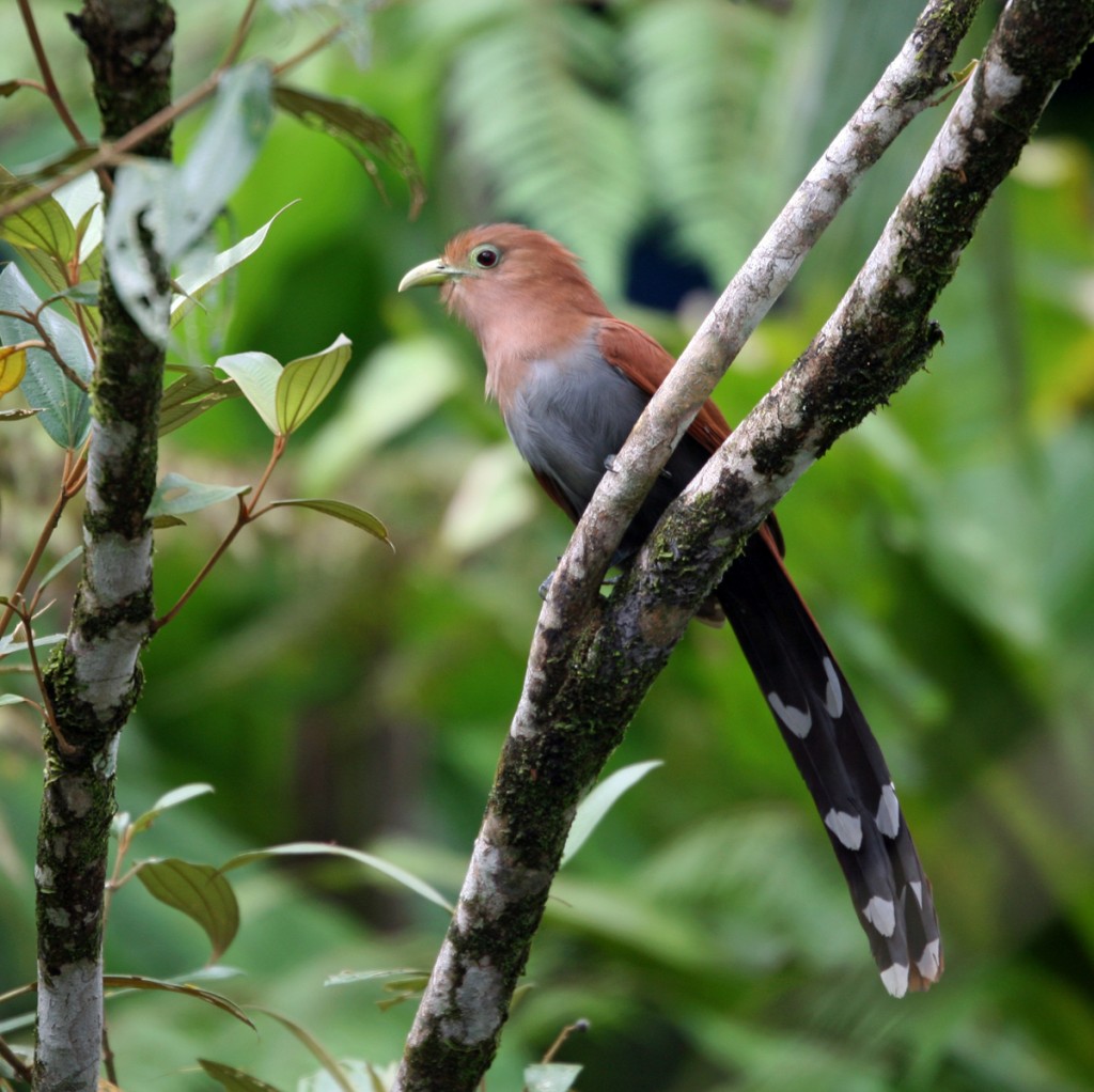 Squirrel Cuckoo