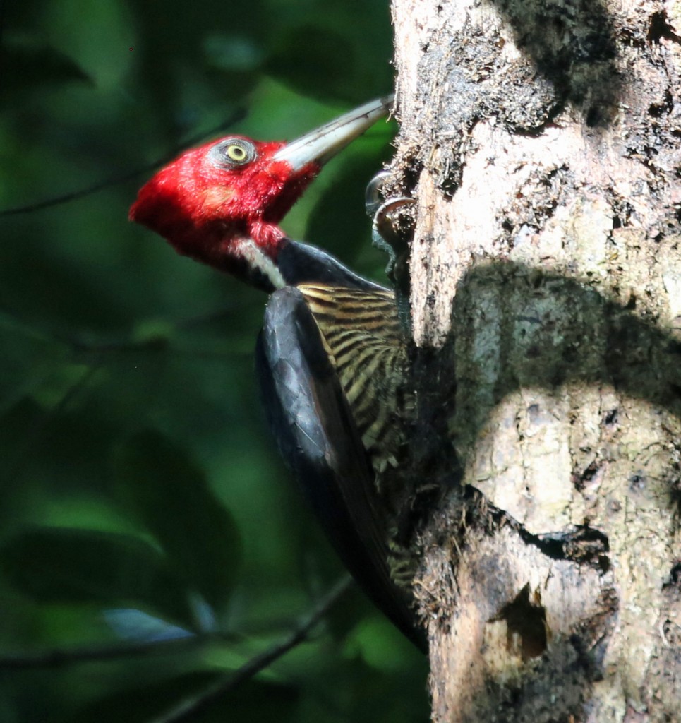 Male Pale-billed Woodpecker
