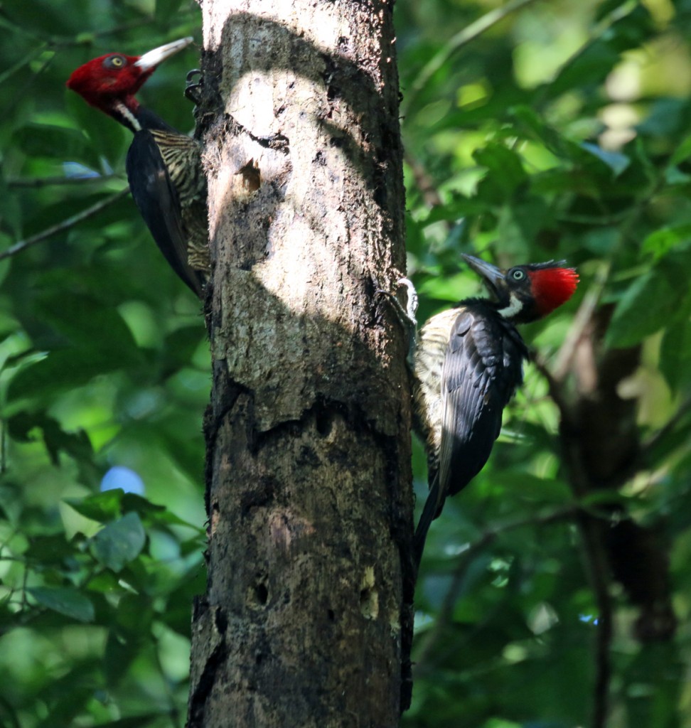 Females of the Pale-billed Woodpecker species have a black forehead, as seen on the bird on the right.