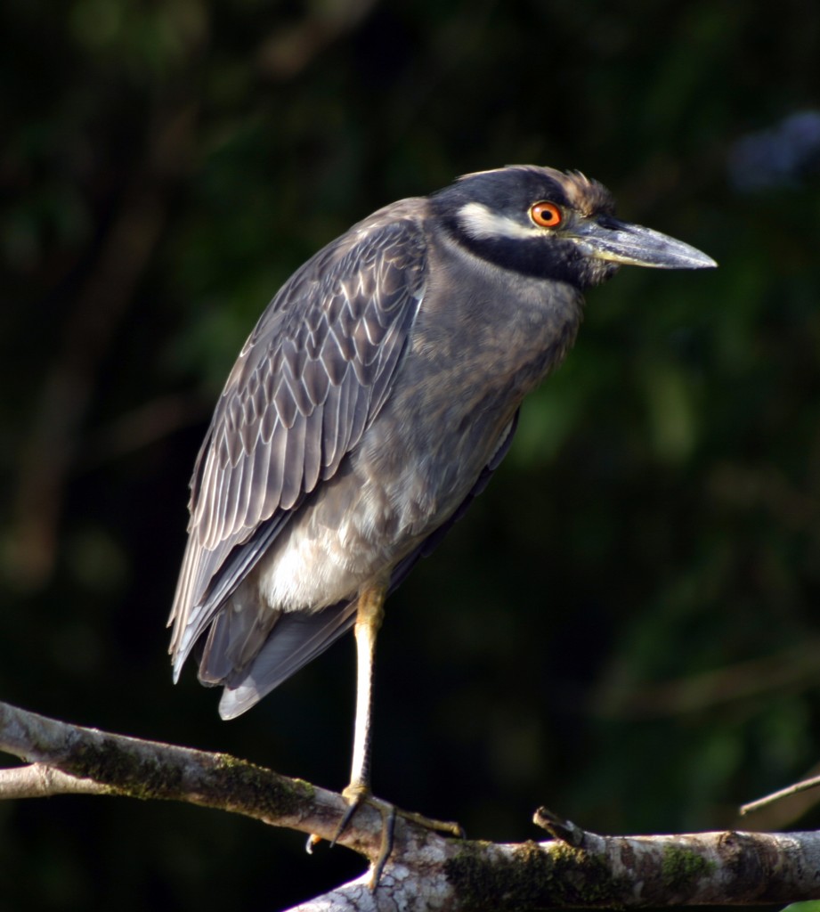 Yellow-crowned Night-heron